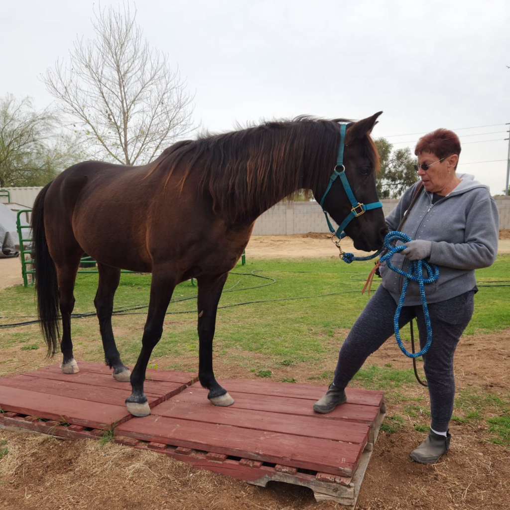 Kadar - Equine Therapy Horse - Lennon Equine Therapy Glendale AZ