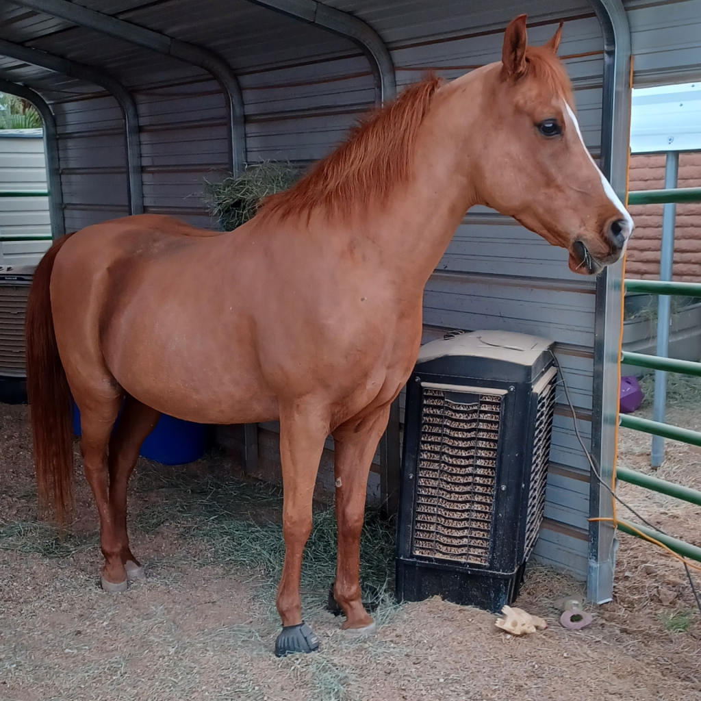 Quinn - Equine Therapy Horse - Lennon Equine Therapy Glendale AZ