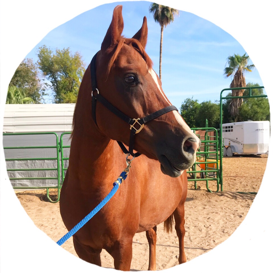 Sponsor A Horse At Lennon Equine Therapy In Glendale AZ