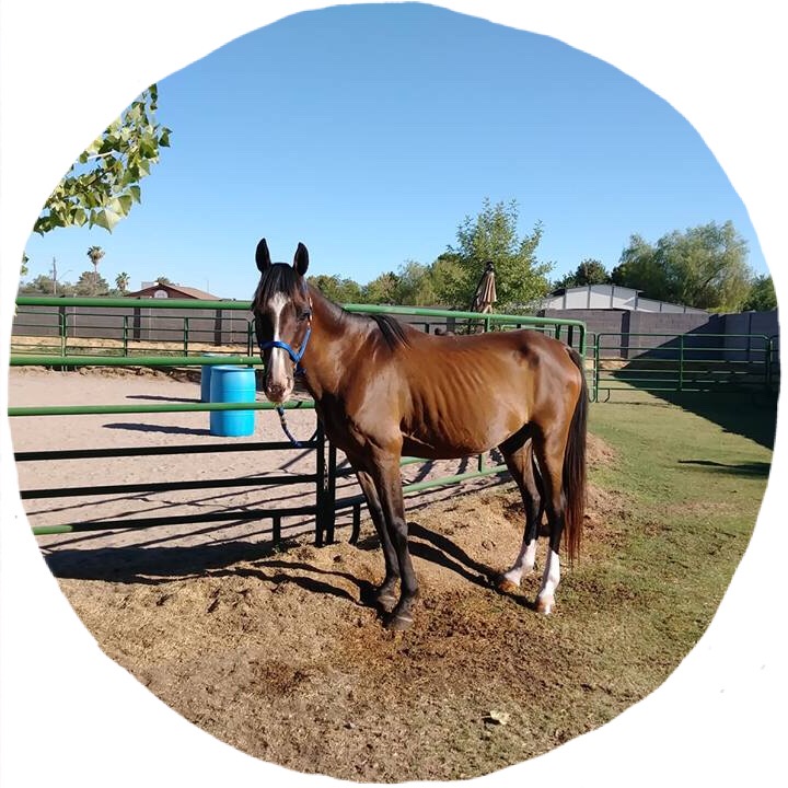 Sponsor A Horse Rescue By Lennon Equine Therapy In Glendale AZ